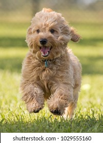 Cute Hairy Puppy Running And Jumping Toward Camera On Grass