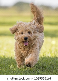 Cute Hairy Puppy Running On Grass Toward Camera