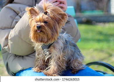 Cute Hairy Sad Yorkshire Terrier Sits On The Girl's Legs