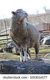 Cute Hampshire And Dorset Sheep