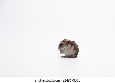 cute hamster eats seeds sitting on the white background - Shutterstock ID 2249673565
