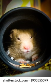 Cute Hamster Hiding In His Tube