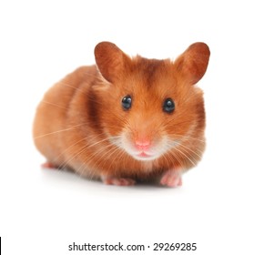 Cute Hamster isolated on white