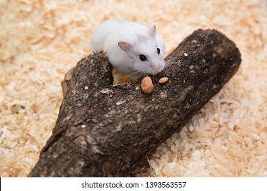 cute hamster on a wood
