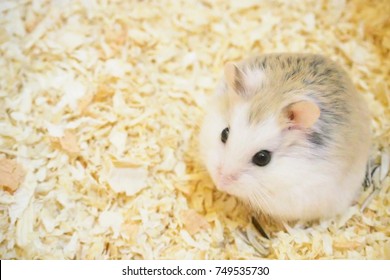 Cute Hamster Robo