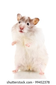 Cute hamster standing isolated white