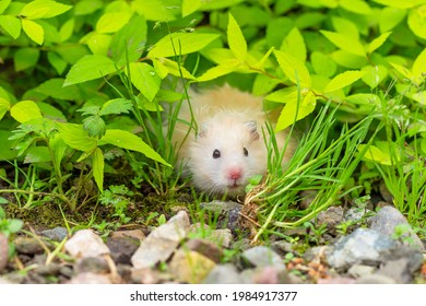 Cute hamster (Syrian hamster) in the forest. - Powered by Shutterstock