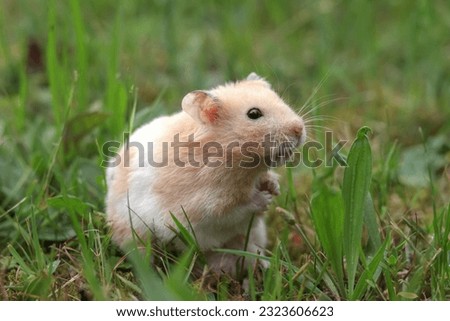 Cute hamster (Syrian hamster) in the grass