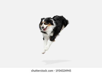 Cute Happy Australian Shepherd Dog Running Isolated Over White Background.