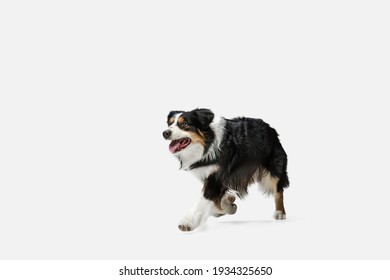 Cute Happy Australian Shepherd Dog Running Isolated Over White Background.