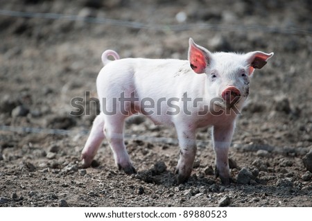 Similar – Foto Bild Cute happy baby pig with ear tag