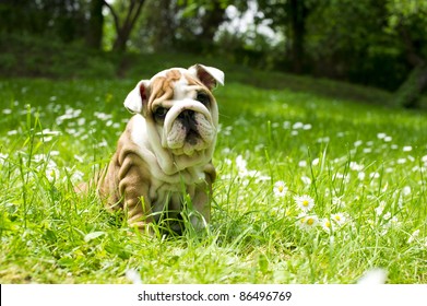 Cute Happy Bulldog Puppy Playing On Fresh Summer Grass