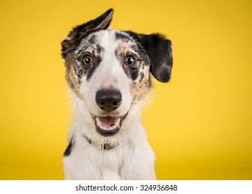 Cute, happy dog headshot smiling on a bright, vibrant yellow background