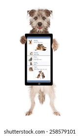Cute And Happy Dog Holding Up A Smartphone With A Funny Social Media Page On The Screen