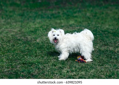 Cute happy dog playing outdoors with toy