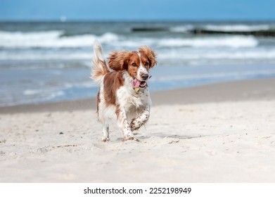 Cute happy dog purebred on the sandy beach. - Powered by Shutterstock