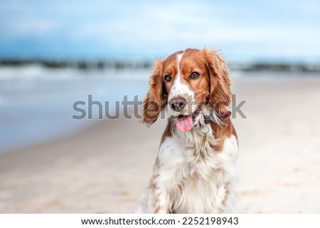 Cute happy dog purebred on the sandy beach.