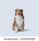 Cute happy dog sitting and posing on white background, Australian Sheperd dog breed