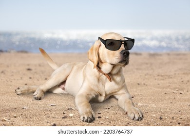 Cute happy dog wearing sunglasses - Shutterstock ID 2203764737