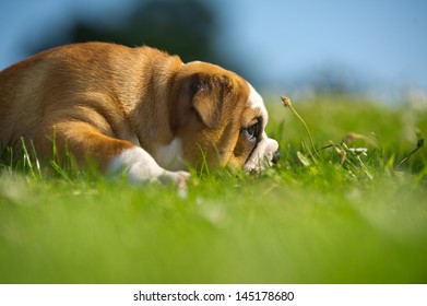 Cute Happy English Bulldog Puppy Playing On Fresh Summer Grass