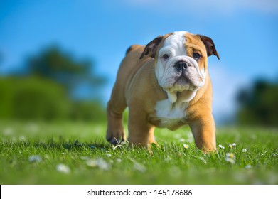 Cute Happy English Bulldog Puppy Playing On Fresh Summer Grass