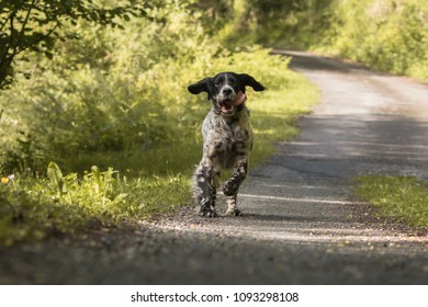 Similar Images Stock Photos Vectors Of German Shorthaired