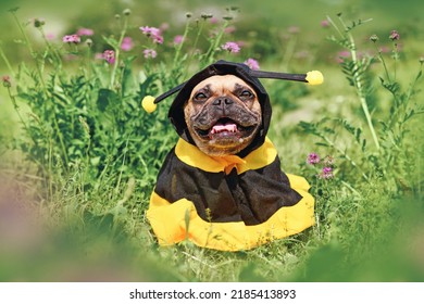 Cute Happy French Bulldog Dog In Poncho Bee Costume Between Flowers