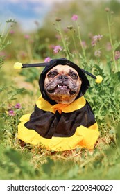 Cute Happy French Bulldog Dog In Poncho Bee Costume Between Flowers