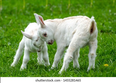 
cute happy goat baby on green field of a farm