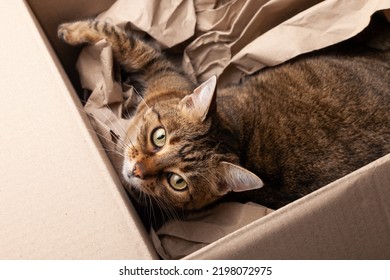 Cute happy grey tabby cat in cardboard box on carpet floor at home. Pets care and adoption concept. - Powered by Shutterstock