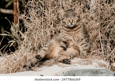 A cute happy grey tabby kitten lies and rests on the floor of the park in the rays of sunlight, looks at the camera, wiggles its ears and enjoys the morning sun. - Powered by Shutterstock