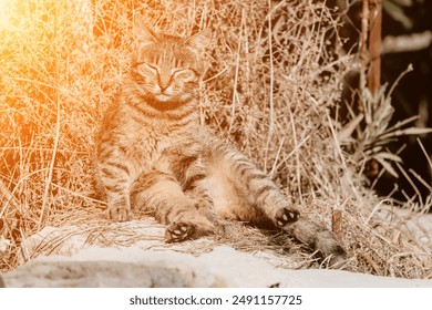 A cute happy grey tabby kitten lies and rests on the floor of the park in the rays of sunlight, looks at the camera, wiggles its ears and enjoys the morning sun. - Powered by Shutterstock