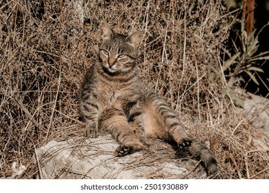 A cute happy grey tabby kitten lies and rests on the floor of the park in the rays of sunlight, looks at the camera, wiggles its ears and enjoys the morning sun. - Powered by Shutterstock