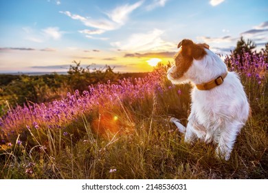 Cute Happy Jack Russell Pet Dog Puppy Sitting In The Lavender Flower Field. Hike, Walk In Summer.