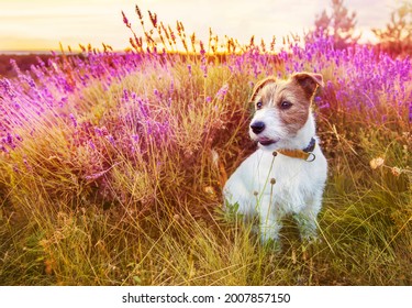 Cute Happy Jack Russell Terrier Pet Dog Puppy Sitting, Listening In The Grass With Purple Lavender Flowers In Summer, Summertime