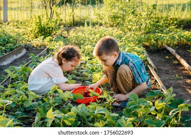 Cute and happy little brother and sister of preschool age collect and eat ripe strawberries in the garden on a Sunny summer day. Happy childhood. Healthy and environmentally friendly crop - Powered by Shutterstock