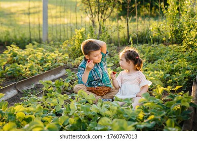 Cute and happy little brother and sister of preschool age collect and eat ripe strawberries in the garden on a Sunny summer day. Happy childhood. Healthy and environmentally friendly crop - Powered by Shutterstock