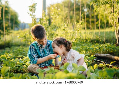 Cute and happy little brother and sister of preschool age collect and eat ripe strawberries in the garden on a Sunny summer day. Happy childhood. Healthy and environmentally friendly crop - Powered by Shutterstock