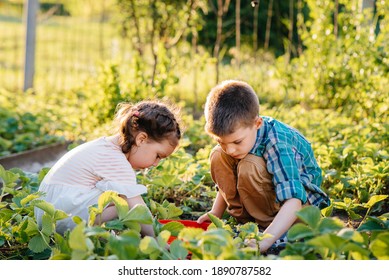 Cute and happy little brother and sister of preschool age collect and eat ripe strawberries in the garden on a Sunny summer day. Happy childhood. Healthy and environmentally friendly crop - Powered by Shutterstock