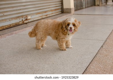 cute happy little brown hair Shih-Poo dog with smile