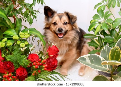 Cute Happy Mixed Breed Dog Surrounded By Healthy Indoor Plants. Concept Of The Houseplant Industry And Millennial Plant Obsession. 