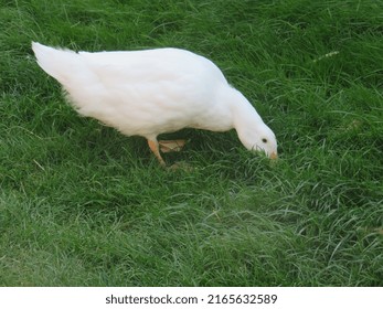 A Cute Happy Pekin Duck 