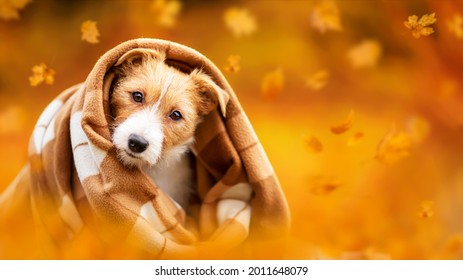 Cute Happy Pet Dog Puppy Listening From A Blanket With Leaves. Orange Golden Autumn Fall Or Thanksgiving Banner.