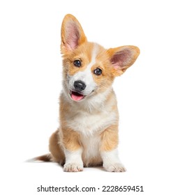 Cute happy Puppy Welsh Corgi Pembroke dog, happy and looking at the camera, 14 Weeks old, isolated on white - Shutterstock ID 2228659451
