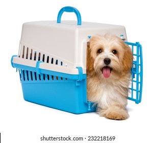 Cute Happy Reddish Havanese Puppy Dog Is Inside A Blue And Gray Pet Crate And Step Out, Isolated On White Background