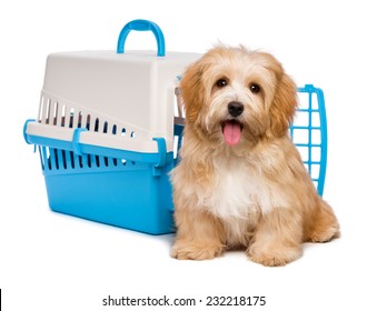 Cute Happy Reddish Havanese Puppy Dog Is Sitting Before A Blue And Gray Pet Crate And Looking At Camera, Isolated On White Background