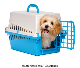 Cute Happy Reddish Havanese Puppy Dog Is Looking Out From A Blue And Gray Pet Crate, Isolated On White Background