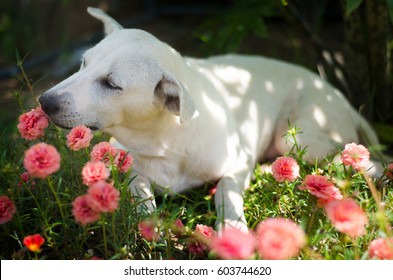 Cute Happy White Dog Sitting And Smelling Sun Plant In Old Rose Sun Plant Field