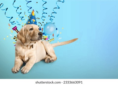 Cute happy young smart dog celebrating at party, - Shutterstock ID 2333663091