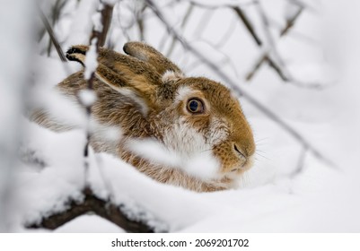 Cute hare in the winter forest, Snow background, white trees, wild animal